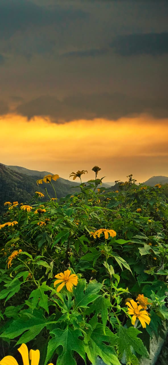 MVJ Travels Munnar