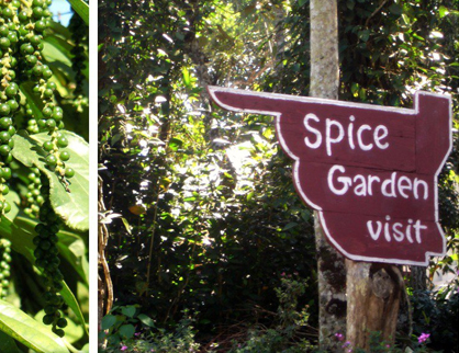 Spices Garden